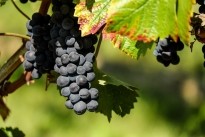 Blauwe druiven aan rank