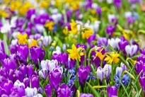 Krokussen en narcissen