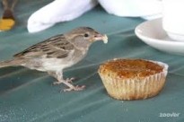 Plaats aan tafel