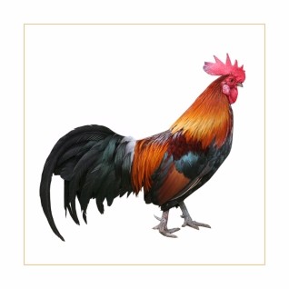 Haan