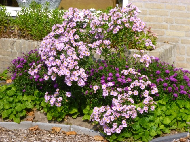 herfstbloemnen